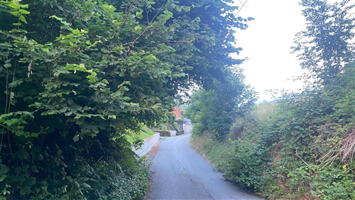 Piante a lato delle strade comunali