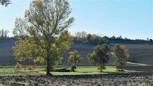 Avviso per la presentazione telematica domande indennità patrimonio tartufigeno regionale.