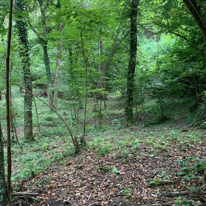 Proroga del termine per la presentazione delle domande di adesione al bando per la salvaguardia e il potenziamento delle tartufaie naturali già esistenti di Tuber magnatum Picco
